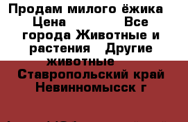 Продам милого ёжика › Цена ­ 10 000 - Все города Животные и растения » Другие животные   . Ставропольский край,Невинномысск г.